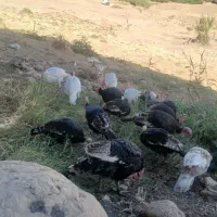 بوقلمون کوردی|حیوانات مزرعه|قصرشیرین, |دیوار