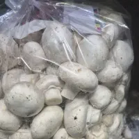 فروش عمده قارچ