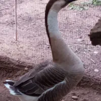 قوغاز خاکستری