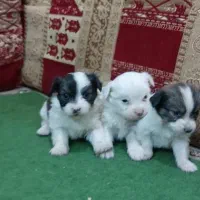 واگذاری سگ پامر سایز ریز|سگ|فارسان, |دیوار