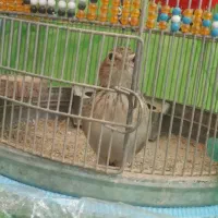 قناری|پرنده|شیراز, کفترک|دیوار