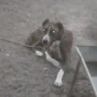 سگ نژاد افغان