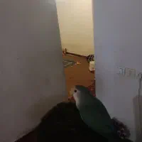 طوطی کوتوله یا برزیلی|پرنده|اهواز, زرگان|دیوار