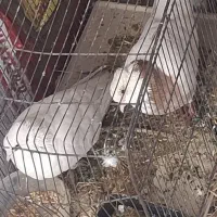 کفتر طوقی رایگان