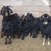 بز داشتی|حیوانات مزرعه|سلفچگان, |دیوار