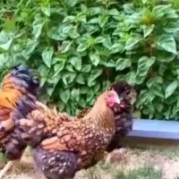 مرغ و خروس ویاندوت|حیوانات مزرعه|تهران, آبشار|دیوار
