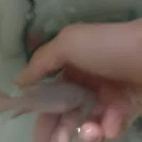 ماهی جوعل|ماهی|سرشیو, |دیوار