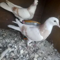 کبوتر پرشی|پرنده|بسطام, |دیوار