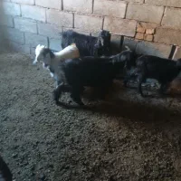 ۵  راس بزغاله