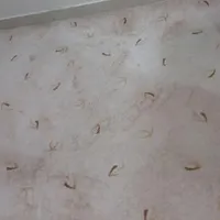 موکت