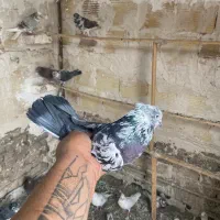 کفتر پرشی|پرنده|بهارستان, |دیوار