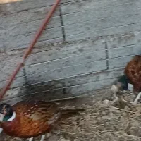 زیبا|حیوانات مزرعه|چاف و چمخاله, |دیوار