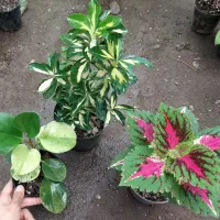 گل و گلخانه