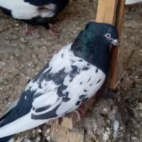 سینه سرور سینه سیاه