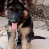 واگذاری سگ ژرمن