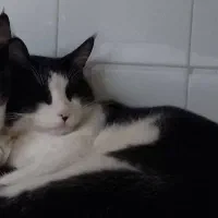 گمشده|حیوانات|کرمانشاه, |دیوار