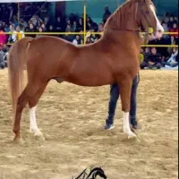 خریده فروش اسب باری