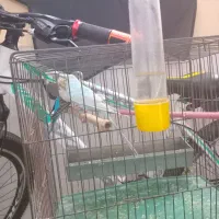 سه مرغ عشق با قفس