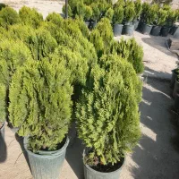 نمایشگاه گل وگیاه