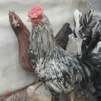 خروس گلین  خطی یک دست500 هزار