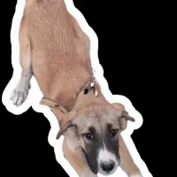 یک عدد سگ سراب توله