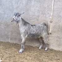 کهره نر
