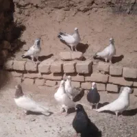 کفتر|پرنده|اراک, |دیوار