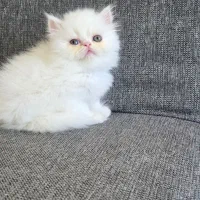 بچه گربه ی ناز|گربه|تهران, استاد معین|دیوار