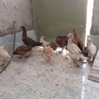 خروس و جوجه لاری و جوجه گلین|حیوانات مزرعه|بیرجند, |دیوار
