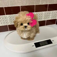 چاکلت مینی|سگ|تهران, حر|دیوار