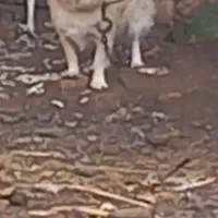 سگ پاکوتاه|سگ|قزوین, |دیوار