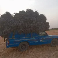 خرید و فروش انواع طیف محمدرضا علیزاده|حراج|اقبالیه, |دیوار