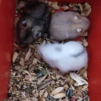 بچه همستر و همستر