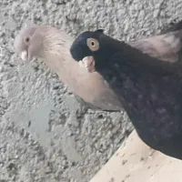 صرب نر خورموج
