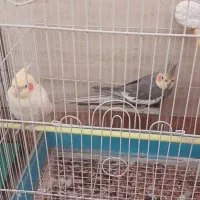 عروس هلندی