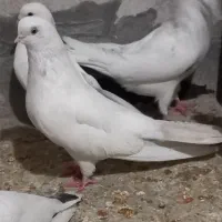 نوک قنار