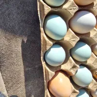 تخم مرغ آبی رنگ