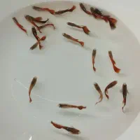 ماهی گوپی همه. نر.