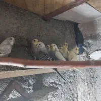 مرغ عشق