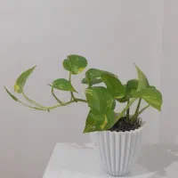 گل پتوس ارسال رایگان