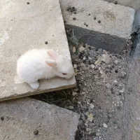 خرگوش