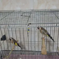 سهره