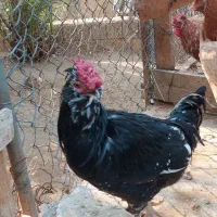 فروش مرغ و خروس گلین