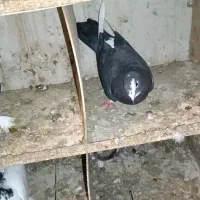 کبوتر|پرنده|بابلسر, |دیوار