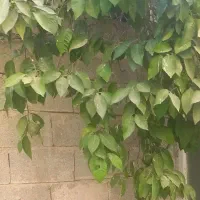 اجاره بالاخونه مستقل درخانه قدیمی بدون ودیعه