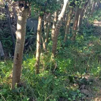 گلهای فضای باز (بیرونی)|گل و گیاه طبیعی|کلاچای, |دیوار