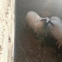 گوسفند|حیوانات مزرعه|بم, |دیوار