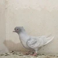 موشی طوق سفید