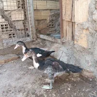 جوجه|پرنده|زاهدان, |دیوار