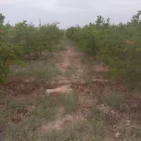 باغ و باغچه